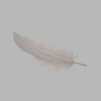 plumes pour la décoration couleur blanc 15 g