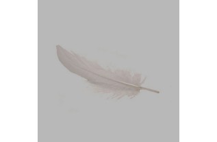 feathers for decoration color white 15 g