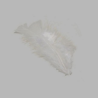 plumes pour la décoration couleur blanche petite taille