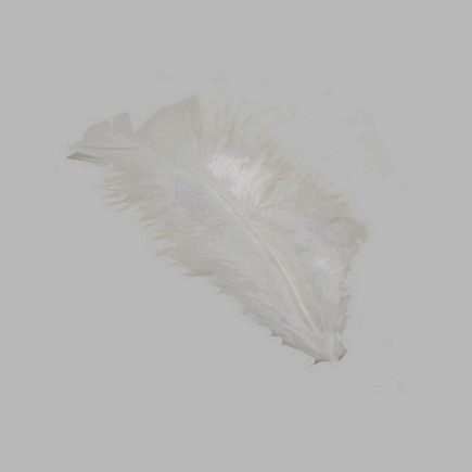 plumes pour la décoration couleur blanche petite taille