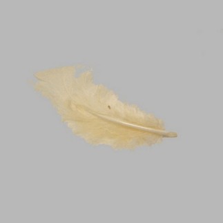 feathers for decoration color creme small size