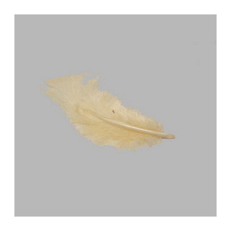 feathers for decoration color creme small size