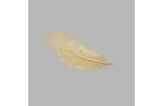 plumes pour la décoration couleur crème petite taille