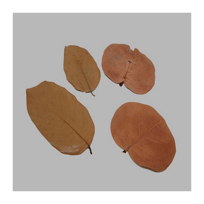 les feuilles séchées couleur brune 4 pcs