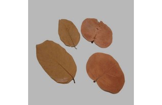 les feuilles séchées couleur brune 4 pcs