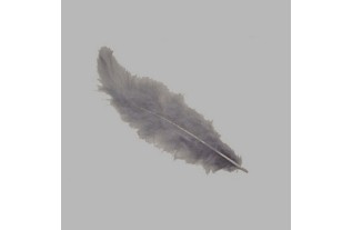 plumes pour la décoration couleur gris 5 g