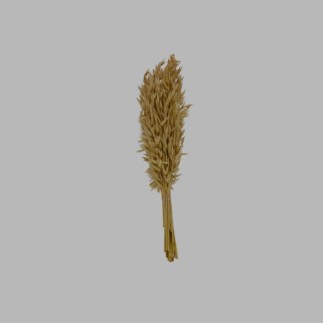 Dried Bleached Oats – 37 cm Bundle