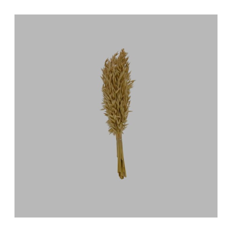 Avoine Séchée et Blanchie – Bouquet de 37 cm