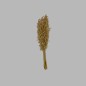 Dried Bleached Oats – 37 cm Bundle