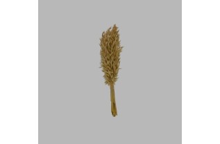 Avoine Séchée et Blanchie – Bouquet de 37 cm