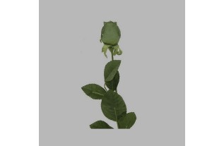 rose of silk color green length 60 cm