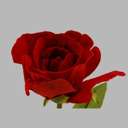 samtrose rose dark red length 60 cm