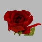 samtrose rose dark red length 60 cm
