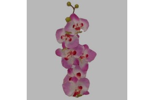 orchidee kleur wit-paars Lengte 80 cm