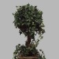 Ivy tree in wooden box (23 x 23 cm ) height 75 cm