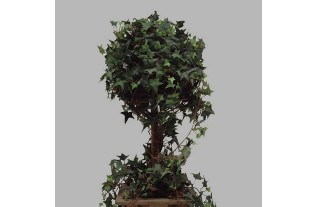 Ivy tree in wooden box (23 x 23 cm ) height 75 cm