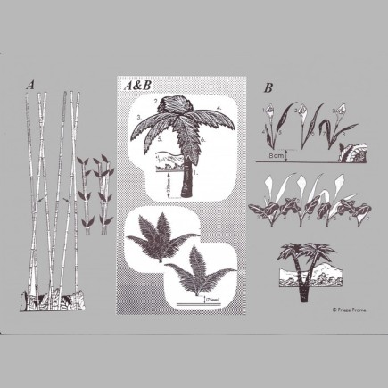 Décoration pour chambre d'enfant de frieze frame design Jungle A