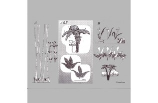 Décoration pour chambre d'enfant de frieze frame design Jungle A