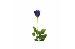 Roos van zijde – Blauw | Lengte 90 cm