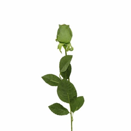 Roos van zijde – groen – 60 cm
