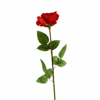 Stem rose – dark red – 60 cm
