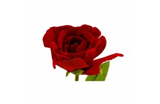 Stem rose – dark red – 60 cm