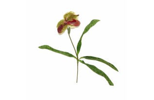Orchidée avec feuilles – brun rougeâtre – 45 cm