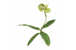 Orchid with leaves – green – 45 cm