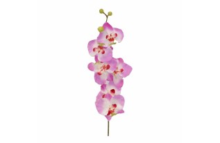 Orchidee – wit-paars – 80 cm