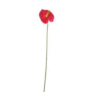 Anthurium klein – rood – 45 cm