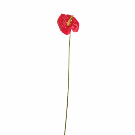 Anthurium klein – rood – 45 cm