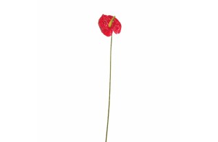 Anthurium klein – rood – 45 cm