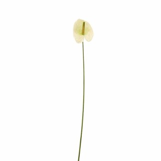 Anthurium klein – witgroen – 45 cm