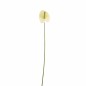 Small anthurium – white green – 45 cm