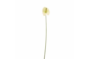 Anthurium petit – blanc vert – 45 cm
