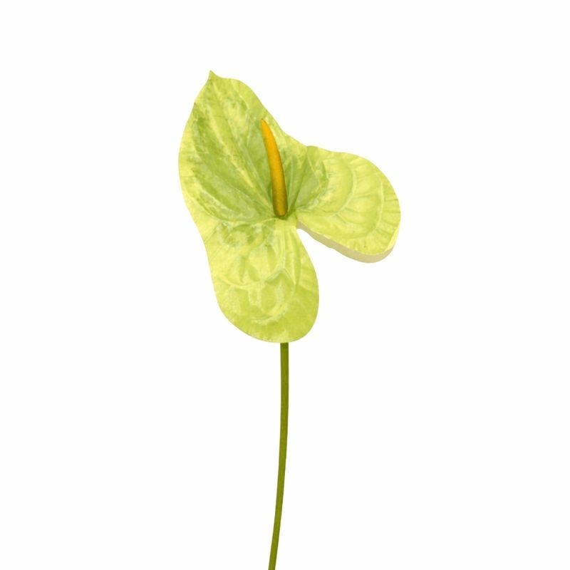 Anthurium en soie – vert – 80 cm