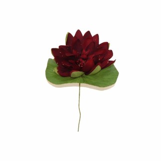 Waterlelie met blad – bordeauxrood – 12 cm
