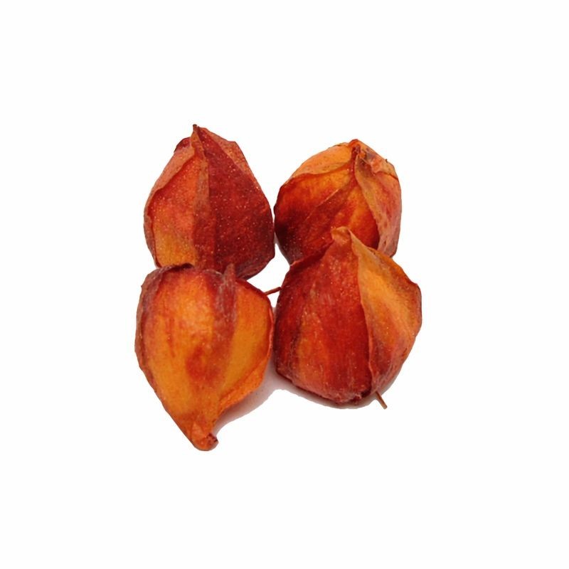 lampion bloem kleur oranje 5 cm groot en per 4 stuks