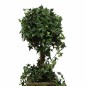 Ivy tree in wooden planter – green – 75 cm