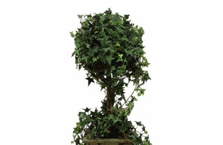 Ivy tree in wooden planter – green – 75 cm