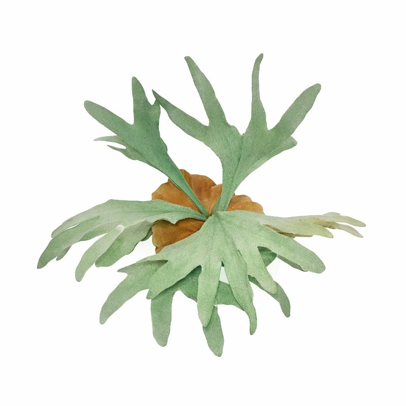 Hertshoorn Varen Bladvorm – Decoratief Groen Accent (30 cm of 50 cm)