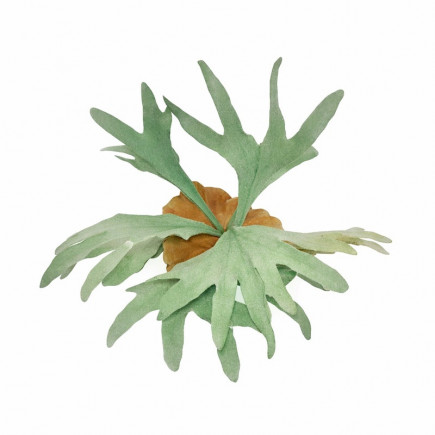 Staghorn Fern Leaf Shape – Decorative Botanical Accent (30 cm or 50 cm)