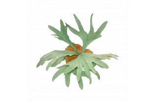 Hertshoorn Varen Bladvorm – Decoratief Groen Accent (30 cm of 50 cm)