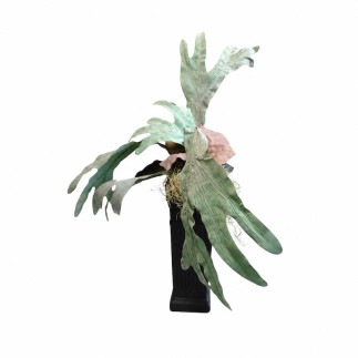 Staghorn Fern in Black Vase