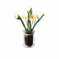 Glazen potje met witte narcissen | H. 16 cm