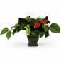 Composition florale Olive avec raisins verts