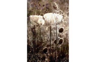 Photographic artist - Walter Haenen - Klaproos