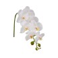 Witte Zijde Orchidee Witte Zijde Orchidee