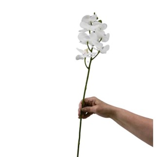 White Silk Orchid