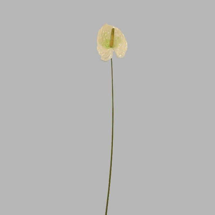 anthurium klein kleur wit groen lengte 45 cm